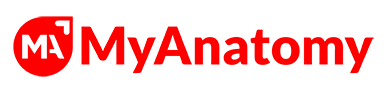 my-anatomy